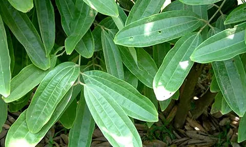 Trồng 6–7 năm, thu tiền dài hạn: Loại cây đang giúp nông dân miền núi đổi đời, thế giới mua không kịp