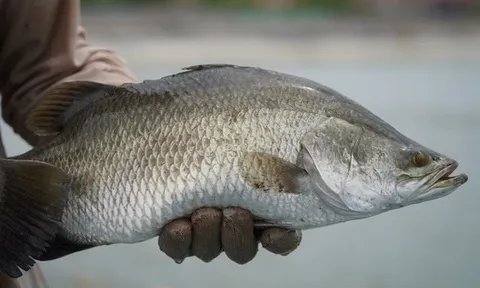 Bỏ nuôi tôm, lão nông miền Tây thu hàng trăm tỷ nhờ "thế thân" bằng loại cá nước lợ