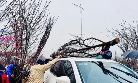 Chở đào Tết trên nóc ô tô: Lưu ý để đảm bảo an toàn và không sai luật