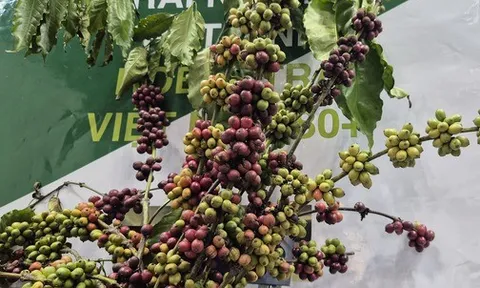 Năm hoàng kim của cà phê Việt Nam