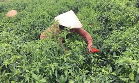 Lào liên tục săn lùng một loại 'vàng đỏ' của Việt Nam: Thu về 1,3 triệu USD trong tháng đầu năm, doanh nghiệp nào chiếm thị phần lớn nhất?