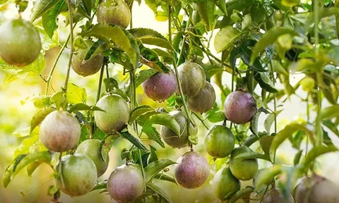 'Trái ngọt' Việt bứt tốc vào châu Âu: 4 năm tăng hơn 200%, EU chi gần nửa tỷ USD