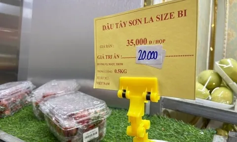 Dâu tây vào chính vụ rớt giá chỉ từ 40.000 đồng/kg, tiểu thương bán vài tạ mỗi ngày vẫn cháy hàng