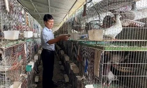 Người đàn ông Nghệ An thu 1,4 tỷ đồng/năm từ loài chim "nhàn hạ", nhiều chất bổ