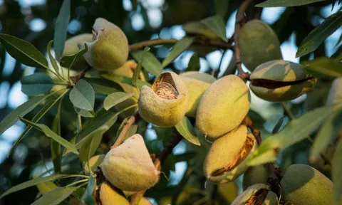 Không phải tiêu hay điều, một loại hạt nhỏ bé mới nổi đã mang về cho nước ta trăm triệu USD, vượt mặt cả 'vua trái cây' trong tháng đầu năm