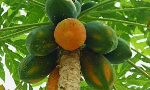 Loại quả từng rụng đầy gốc nay vào top 20 trái cây ưu việt nhất thế giới : Giá chỉ 15.000 đồng/kg, vitamin C gấp 1,5 lần nhu cầu ngày rất phù hợp cho giai đoạn giao mùa