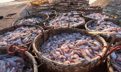 'Mỏ vàng dưới nước' của Việt Nam được các cường quốc hàng đầu thế giới cùng săn đón: Thu về hơn hơn 1,01 tỷ USD chỉ trong 1 tháng