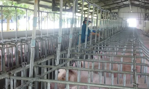 Giá heo hơi hôm nay, 6-3: Khu vực phía Bắc giảm mạnh còn 60.000 đồng/kg