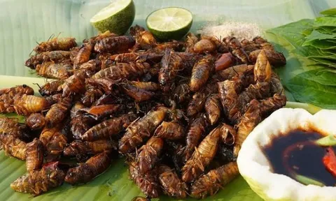 Ít ai ngờ loài côn trùng khiến nhiều người đau đầu vì tiếng kêu lại là đặc sản lạ miệng, dân sành ăn săn lùng giá gần triệu đồng/kg