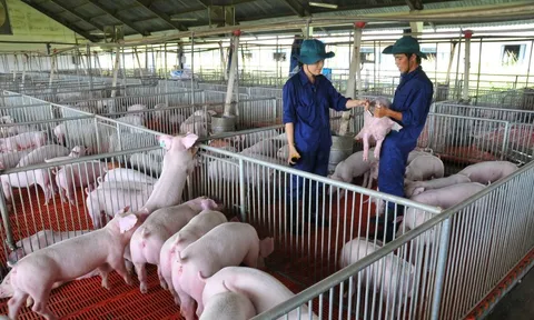 Giá heo hơi hôm nay, 11-3: Tiếp tục giảm mạnh tại các vùng miền