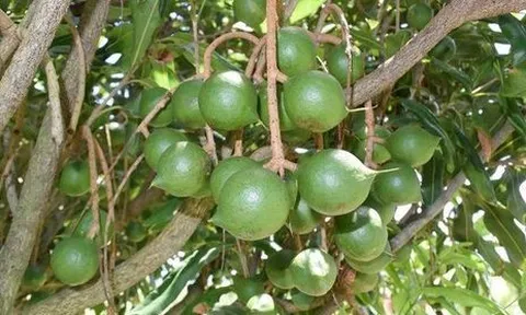 Một loại hạt được mệnh danh 'hoàng hậu': Có loại giá hơn 1,3 triệu đồng/kg, Việt Nam cũng trồng nhiều