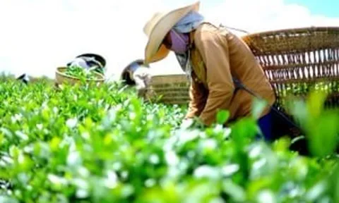 Xuất khẩu nông sản Việt 'ngấm đòn' chiến sự Trung Đông