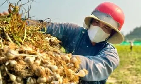 'Vàng trắng' ở đảo Lý Sơn mất giá