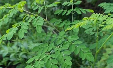 Loại cây được ví như 'cây thần kỳ' giá cả vừa túi tiền: Không chỉ bổ dưỡng mà còn giúp giảm cholesterol, tốt cho tim mạch nhưng ít người để ý