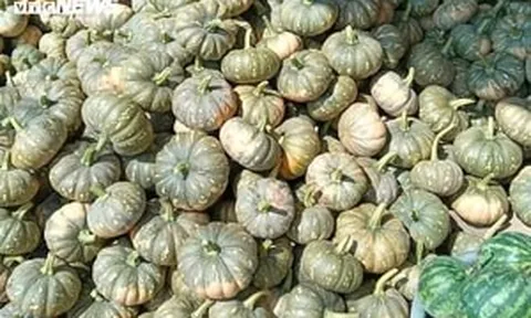 Hàng trăm tấn bí quá lứa vẫn 'nằm chờ' ngoài ruộng, giá chạm đáy: Nông dân Cà Mau kêu cứu