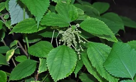 Từng mọc đầy bờ bụi, nay thành 'mỏ vàng' làm đặc sản nổi tiếng: Giá lên tới 270.000 đồng/kg, nông dân thu tiền đều mỗi năm