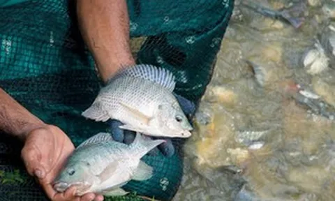 Loại cá bình dân ở Việt Nam 'bứt tốc' xuất khẩu: Tăng hơn 200% chỉ sau 2 tháng, được quốc gia giàu nhất Nam Mỹ 'mê như điếu đổ'