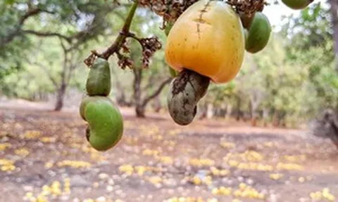 Một mặt hàng Việt thu hơn 500 triệu USD sau 2 tháng: Mỹ - Trung Quốc tích cực 'gom hàng'