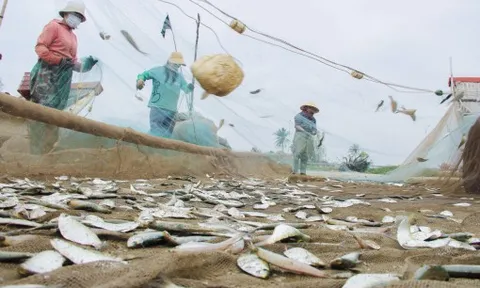 Ngư dân mỏi tay gỡ cá trích, thu tiền triệu mỗi chuyến vươn khơi