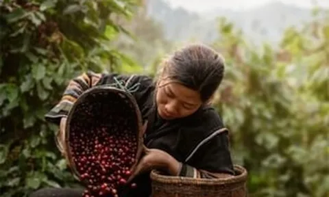 Cứ 10 người Nhật thì có 7 người uống cà phê: Hạt Việt là 'thần' nhưng vẫn thua một quốc gia