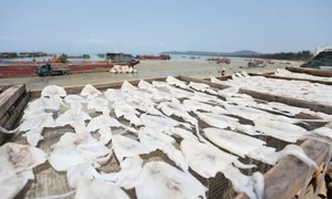 Không phải tôm hay cá, Hàn Quốc 'mê mẩn' một đặc sản biển của Việt Nam: 'Xuống tiền' mạnh tay, chi gần 42 triệu USD mua về