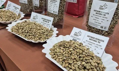 Giá cà phê hôm nay 31-3: Bị bán tháo mạnh ngay đầu tuần