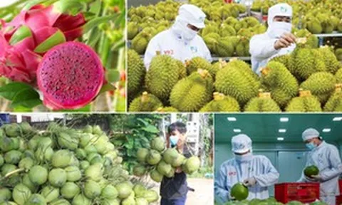 Một loại quả của Việt Nam tăng trưởng 400% khiến Trung Quốc 'mê mệt': Có nguy cơ vướng án phạt ngầm