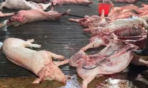 Nhức nhối heo bệnh tuồn ra thị trường, Thủ tướng chỉ đạo chấn chỉnh kiểm soát giết mổ