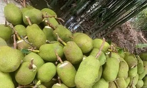 Trở tay không kịp vì giá mít 'lên đỉnh, xuống đáy'