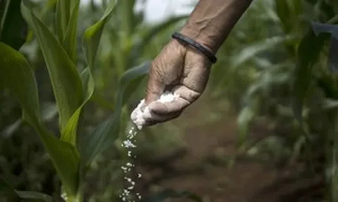 Giá phân bón tăng 83%, 'ông lớn' số 1 thế giới phải sang Việt Nam tìm nguồn cứu trợ khẩn cấp