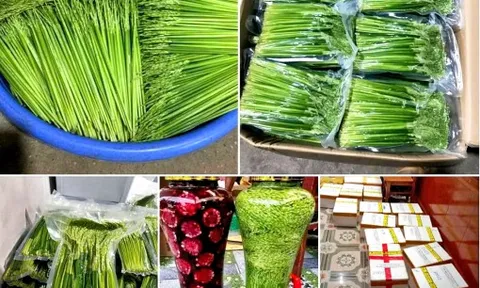 Rầm rộ rao bán đòng đòng nếp ngâm rượu