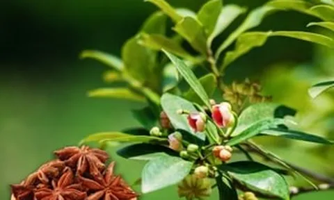 Loại hoa khô là đặc sản của tỉnh miền núi phía Bắc khiến Ấn Độ và Mỹ mê mẩn, 'nộp' hàng chục triệu USD cho Việt Nam