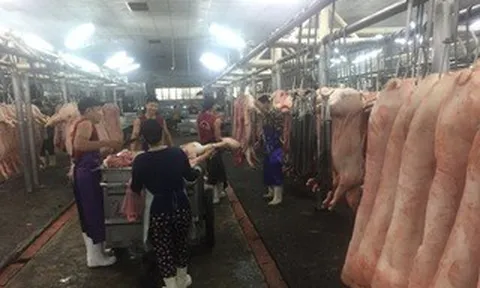 Giá heo hơi hôm nay, 7-4: Sức mua yếu, giá vẫn tăng