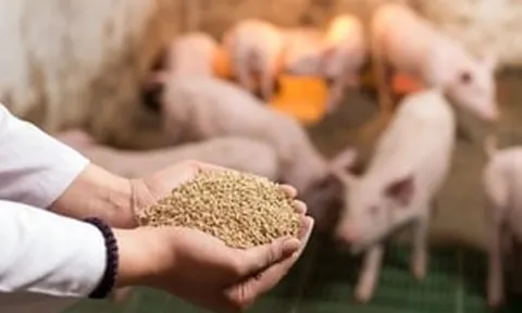 Giá thức ăn chăn nuôi và phân bón tăng sốc