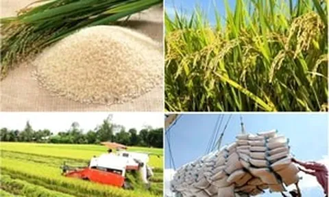 Dự báo mới nhất từ Bộ NN&MT: Giá gạo xuất khẩu sắp có biến động lớn, hé lộ hướng đi không ai ngờ tới