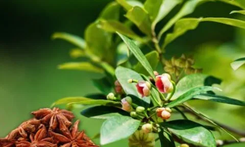 'Cánh hoa nghìn tỷ' chỉ vài nước trồng được: Việt Nam bỏ túi hơn 11 triệu USD sau 3 tháng, quốc gia này 'săn' mua không ngừng