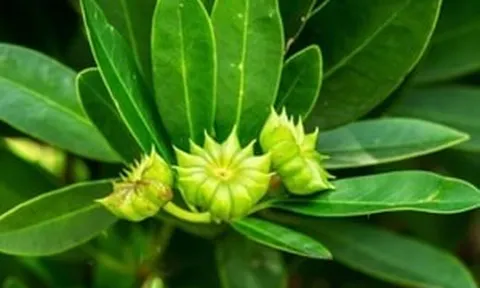 Loại hoa khô 'cực phẩm' giúp Việt Nam 'hái ra tiền': 3 tháng thu 11 triệu USD, quốc gia đông dân nhất thế cũng phải mê mẩn