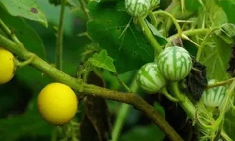 Từ quả dại ven rừng đến đặc sản 'gây nghiện': Loại quả đắng khó ăn này nay 'lên đời', giá có lúc 130.000 đồng/kg