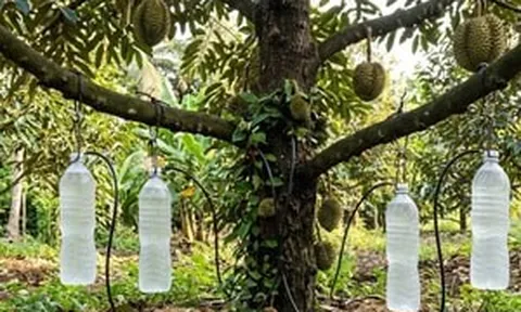 Dùng thứ treo lửng lơ để tưới, nông dân Đồng Tháp mới đã giải cứu vườn ‘cây tỷ đô’ qua mùa hạn nẻ đất: Nay ngược dòng lãi to