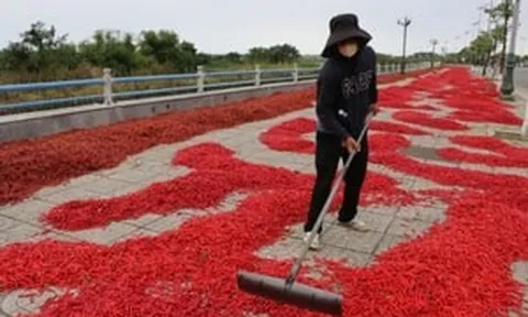 Lý do thứ quả năm trước được mệnh danh là 'vàng đỏ' thương lái săn lùng giá cao chót vót, năm nay bất ngờ quay đầu giảm sốc