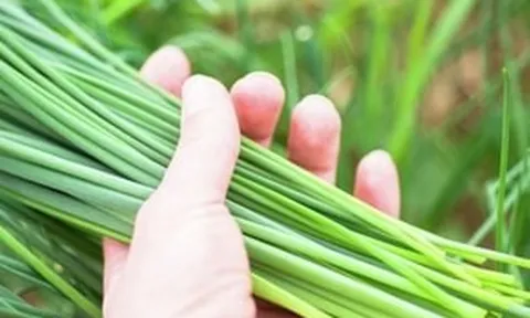 Vi chất cốt lõi giúp cơ thể hấp thụ canxi ngăn ngừa loãng xương có cực nhiều trong loại rau bình dân bán khắp chợ Việt mà không phải ai cũng biết