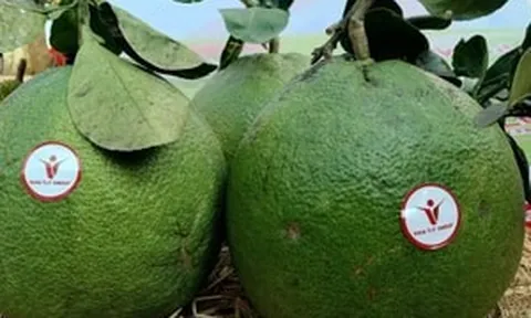 Lần đầu tiên, loại trái cây này của Việt Nam xuất chính ngạch sang thị trường Australia