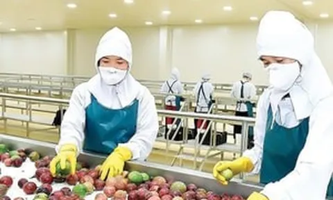 Trung Quốc, châu Âu tăng mạnh mua rau quả Việt Nam