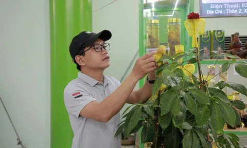 Đà Nẵng sẽ tổ chức chợ phiên sâm Ngọc Linh mỗi tháng một lần