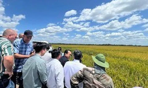 Giống lúa Việt Nam 'gây bão' tại Cuba, Phó Chủ tịch nước Cuba đích thân xuống thị sát