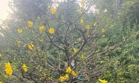 Từ vụ tạm giữ 42 gốc mai ở Côn Đảo: Nhà vườn băn khoăn về yêu cầu chứng minh nguồn gốc