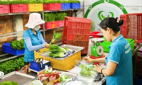 Rau an toàn khó “chen chân” vào bếp ăn học đường