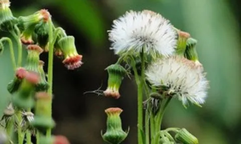 Ăn 1 mớ rau này như "nhân sâm của người nghèo", nghe tên thấy lạ nhưng ở quê mọc um tùm như cỏ