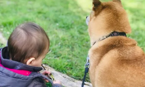 Trung bình người Việt chi từ 500.000 - 1 triệu đồng/1 tháng cho thú cưng