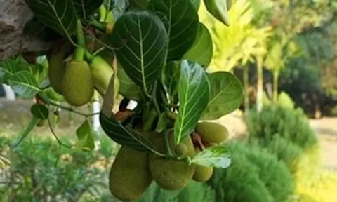 Cô gái Gen Z Lâm Đồng 'biến lá mít thành tiền' gây tò mò, tiết lộ nghề nhưng không phải ai cũng làm được